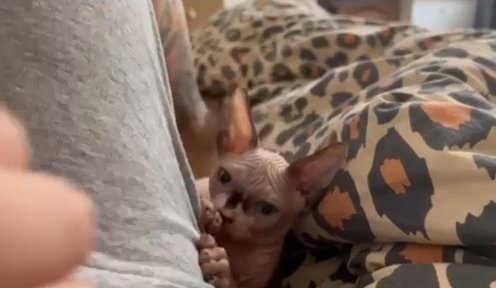 Sphynx kitten Simba