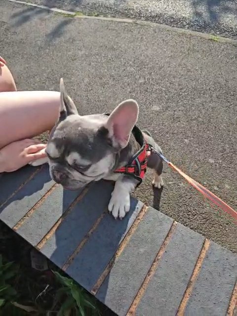Bruno reduce french bulldog
