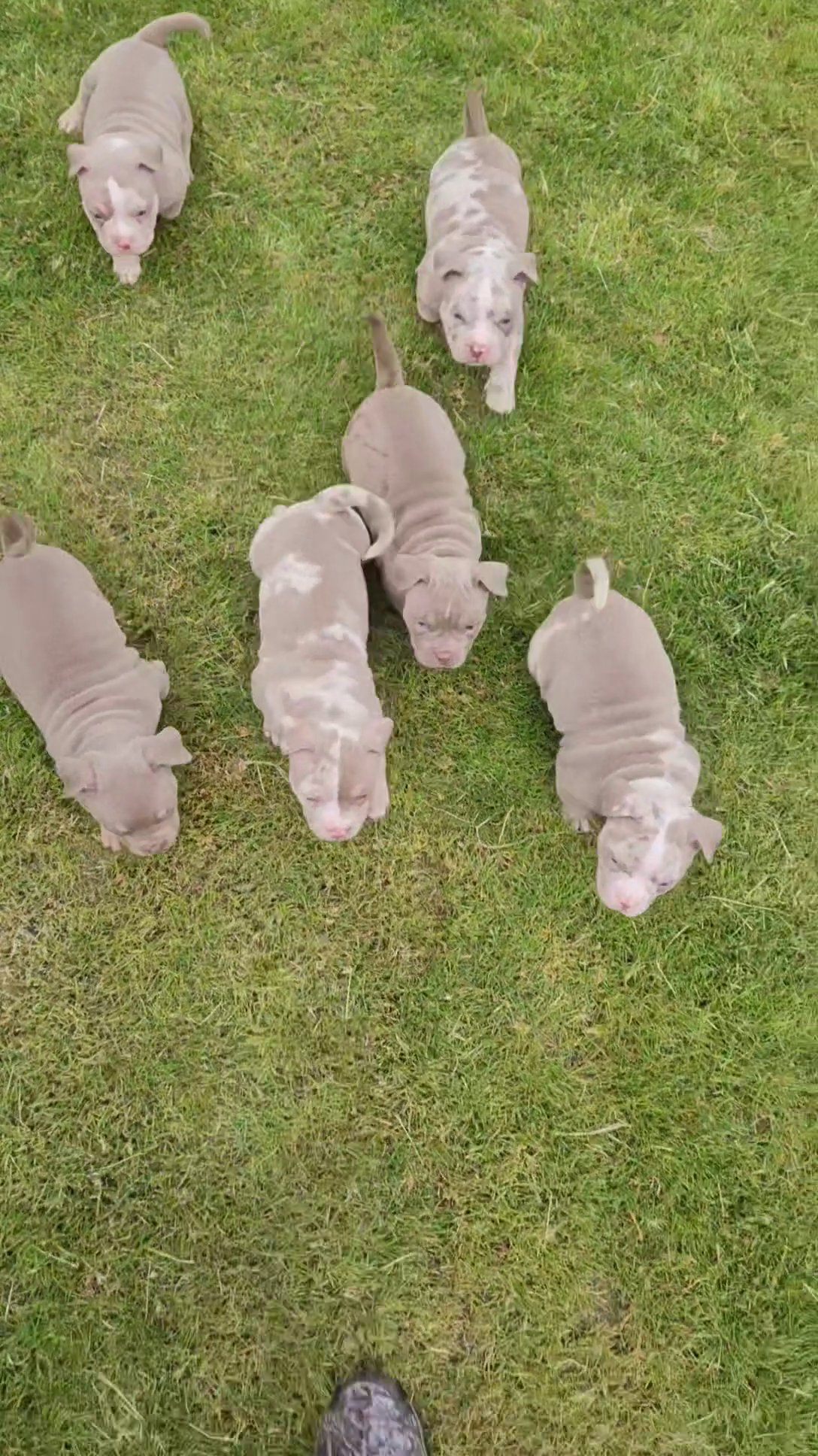 micro bullies