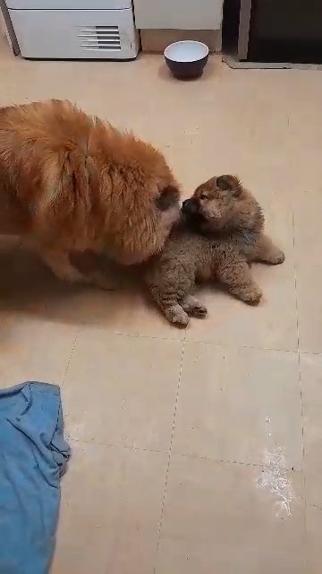 beautiful Teddy bear chow chow