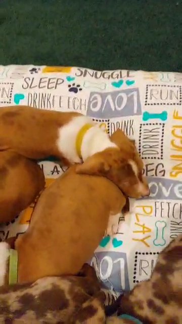 dachshund for sale