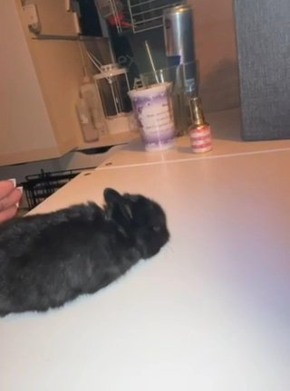 Black Baby Bunny