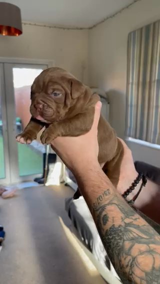 Solid Chocolate Female