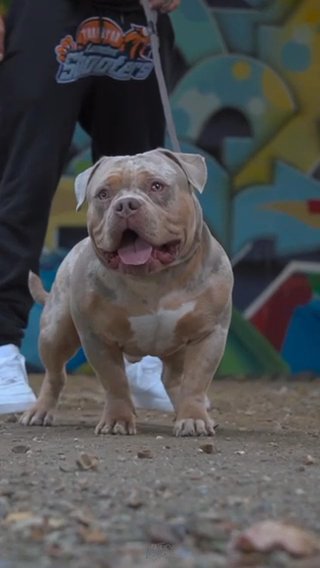 MICRO/POCKET BULLY STUD SERIOUS BLOOD