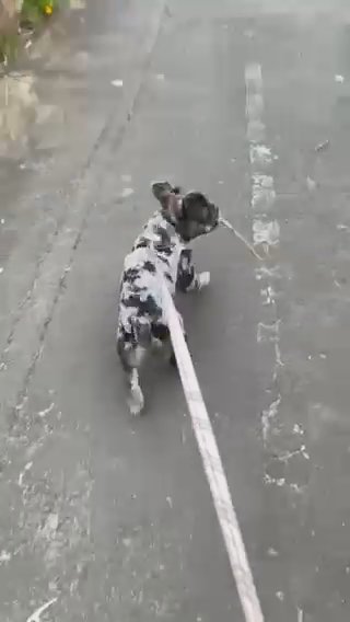 Visual Fluffy Merle Frenchie Boy