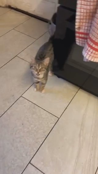 kittens