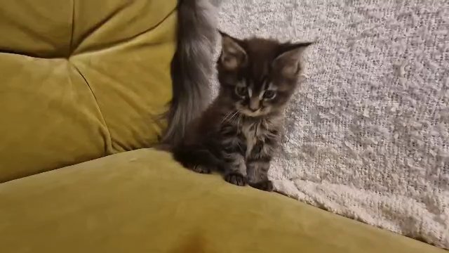 Maine coon clasic girl