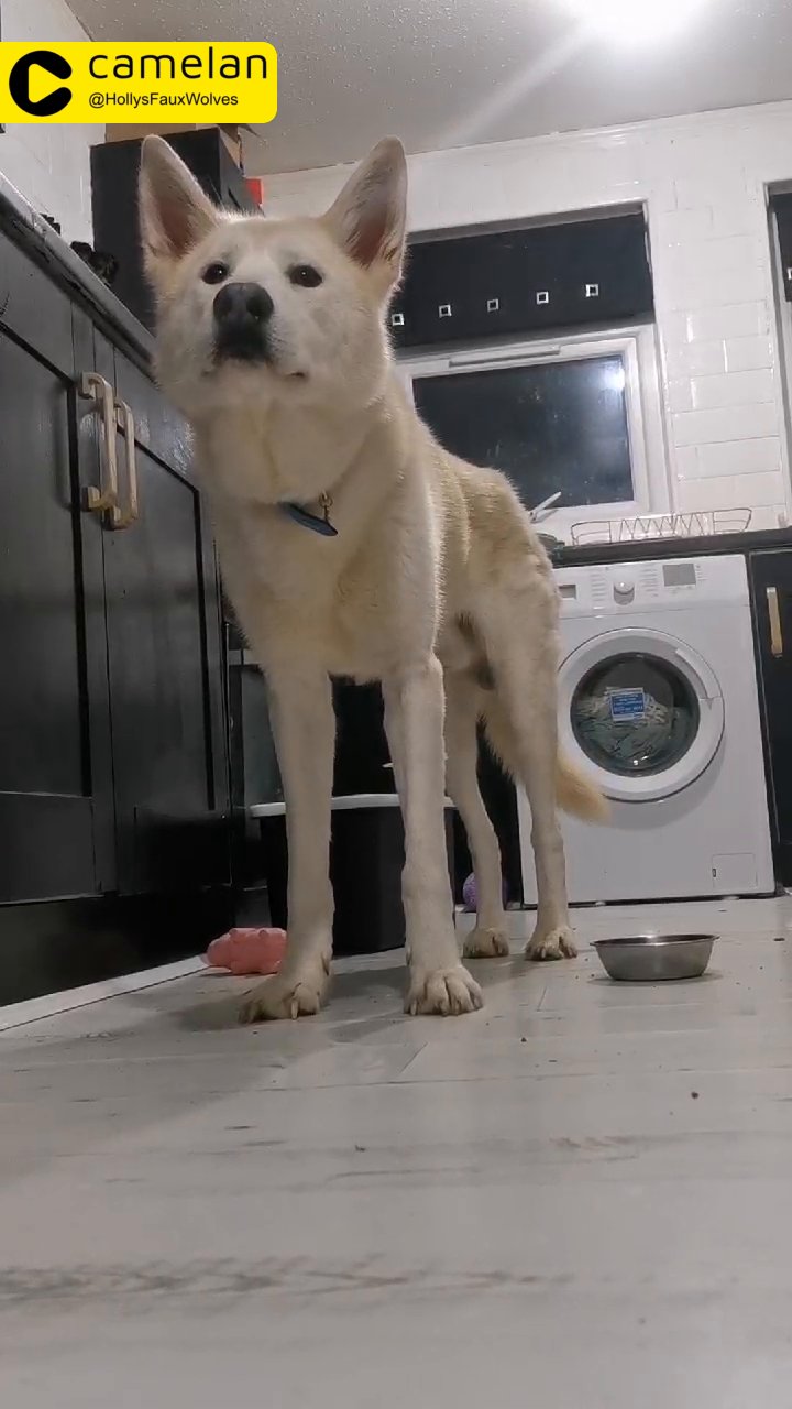 Proven Stud Dog Available