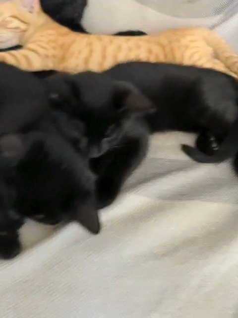 best kittens London
