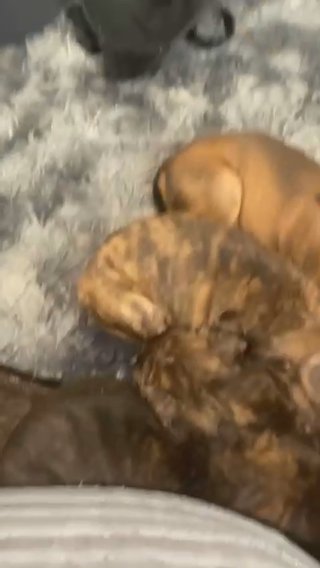 Puppies For Sale
