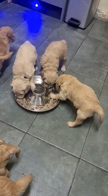f1 goldendoodles Last Boy