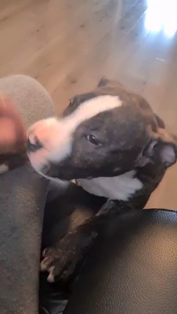staffy boy pup
