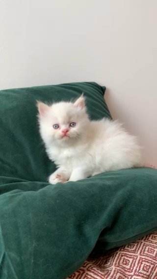 Stunning Blue Eyed Dollface Persians. Finance available!