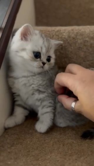 Pedigree Chinchilla Kitten