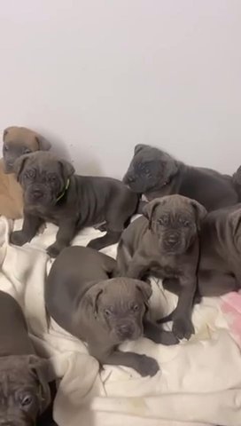 Cane Corso Puppy’s
