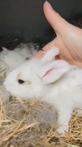 Conti X French Lops