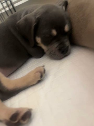 Pocket Bully