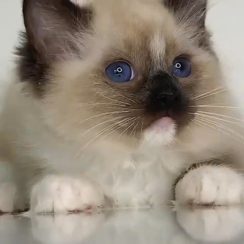 KITTENS AVAILABLE