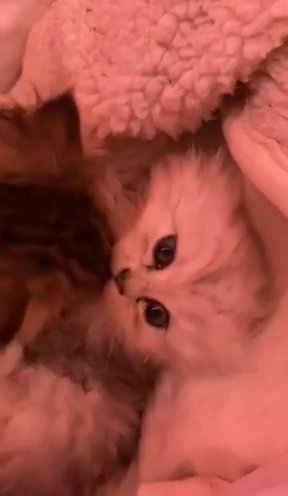 Beautiful Persian Kittens