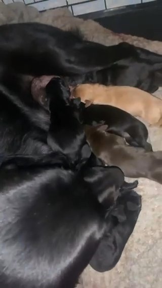 Labrador Pups For Sale