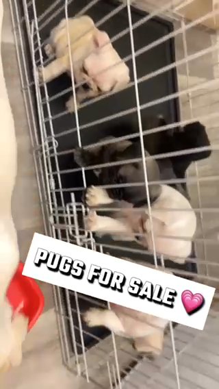 Pug Pups