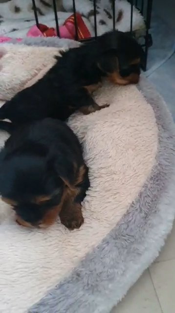 2 beautiful yorkshire terriar's