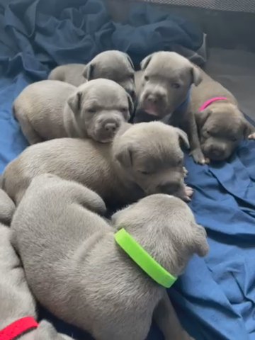 Blue Staffy Pups