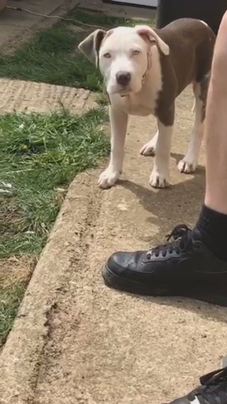 last pup must see