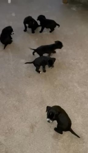 For sale Cocker Jack Puppies