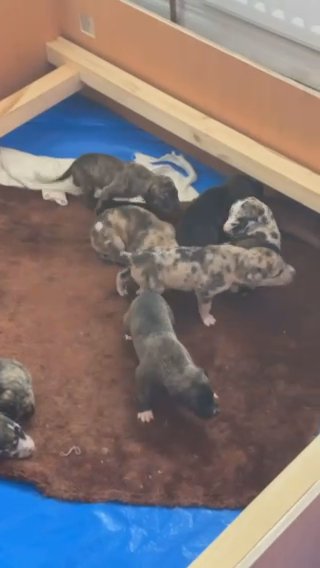 9 Lurcher Puppies