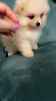 Pomeranian tiny girl Cream colour