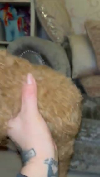 fox red Cavapoo pups