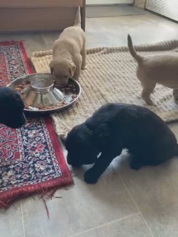 Labradoodles Puppy’s Ready 10 Th July