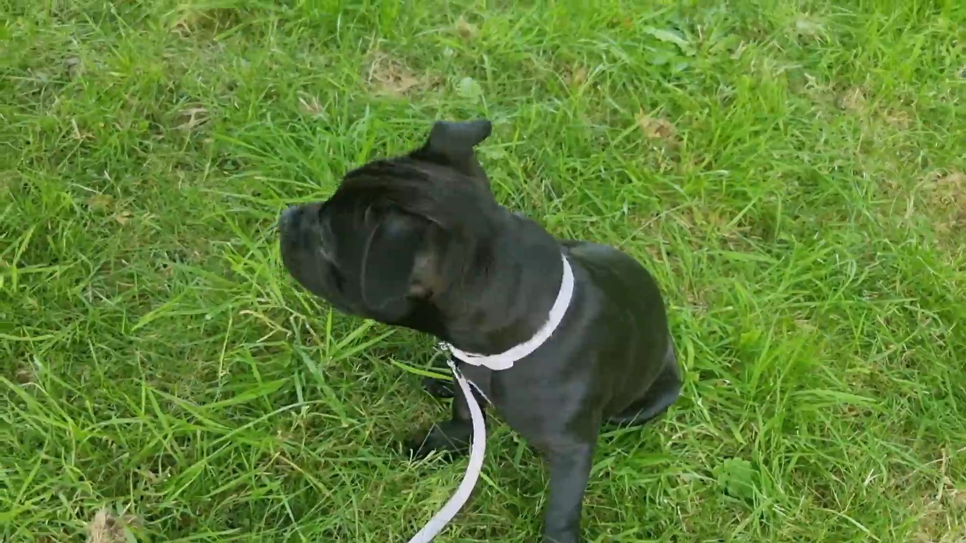 outstanding staffies