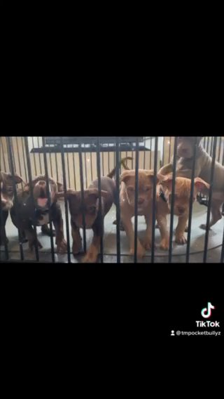 Pocket Bully’s