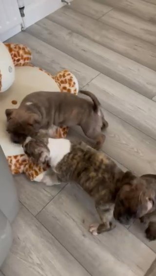 Ready!!!  American Bully Pocket-standard pups, not XL. Niko