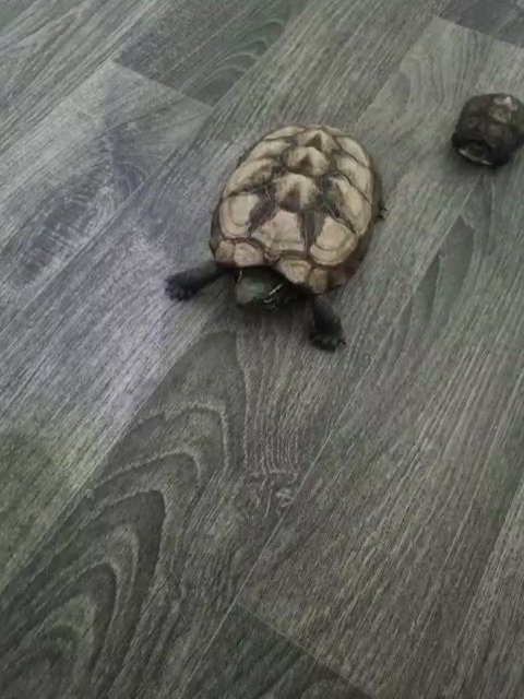 Turtles for sale