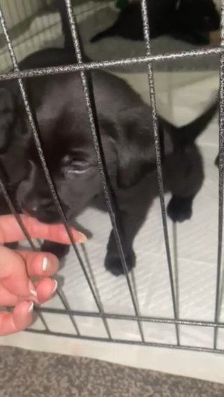 Labrador Puppies