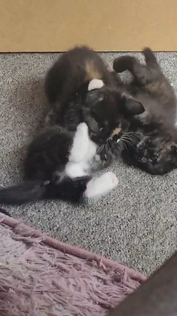 ginger, tortoiseshell & tuxedo kittens