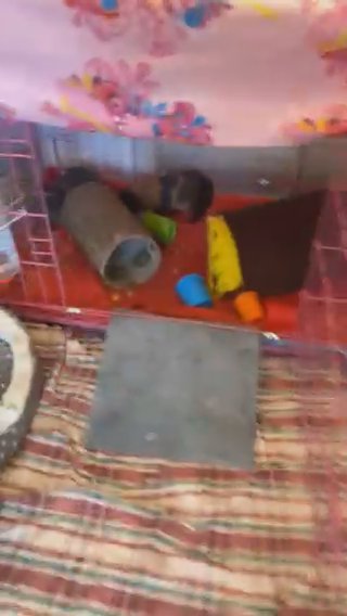 2 Brother guinea pigs