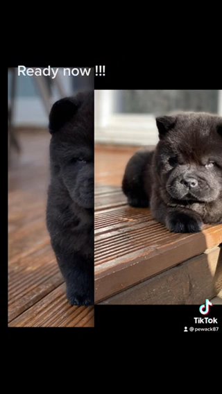 quality Female chow chow pups