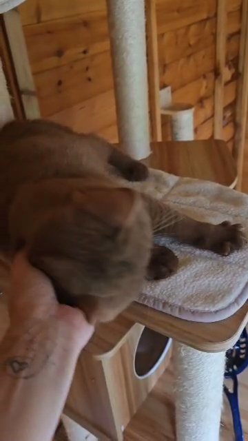Cinnamon British Shorthair STUD