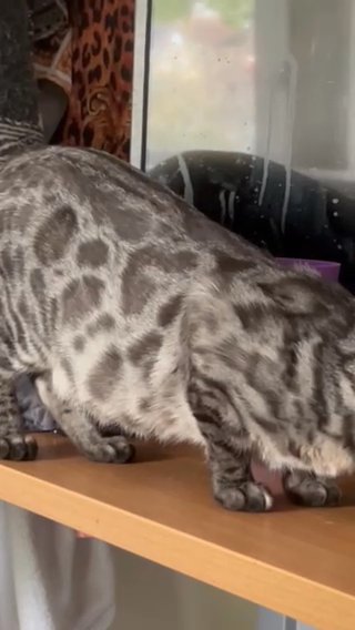 ♥️EXCITING NEWS  TICA REGISTERED SILVER ROSETTED KITTENS ARRIVED