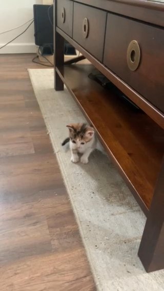 kittens