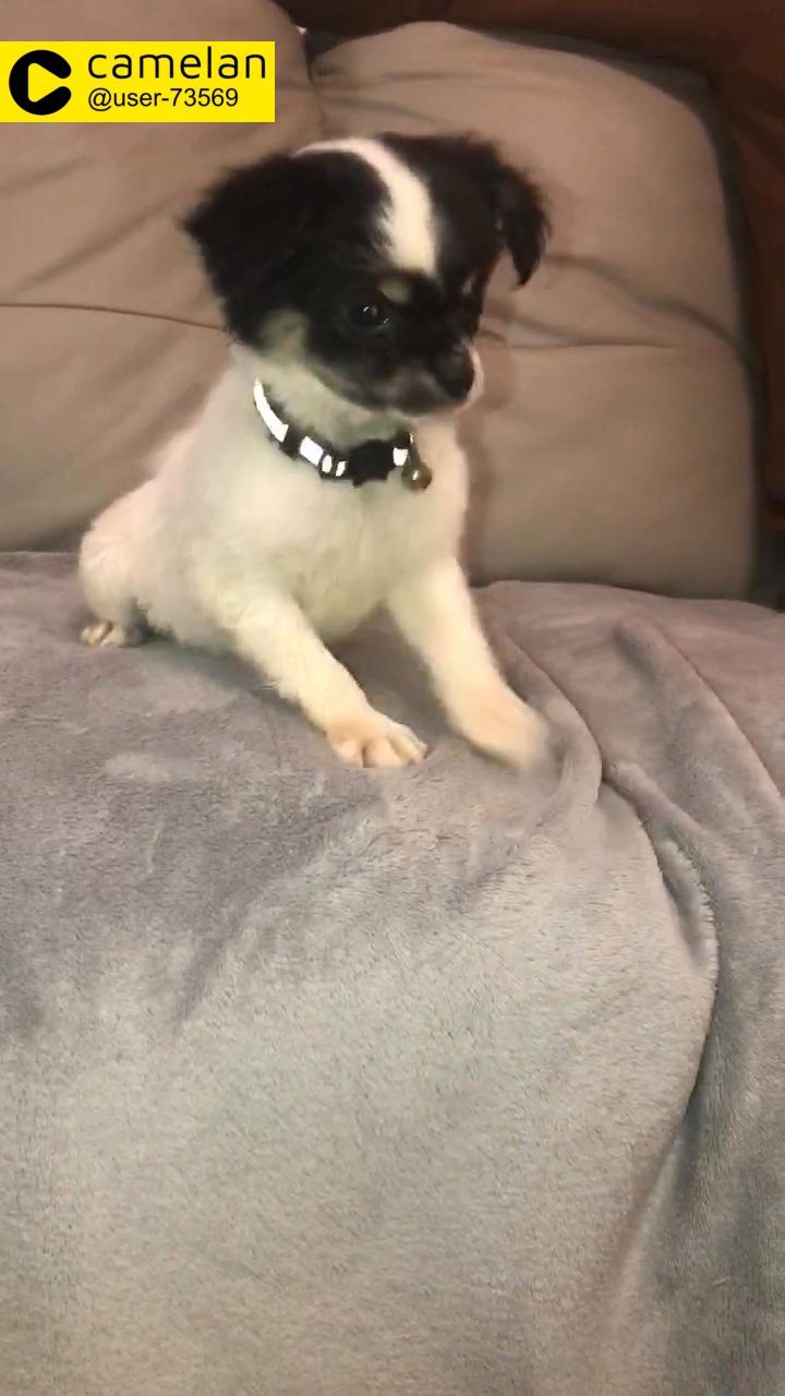 chorkie