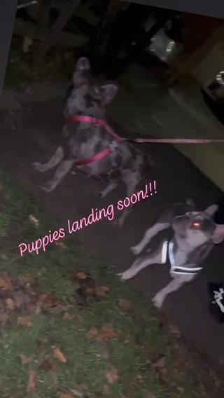 French Bulldogs Testable ?