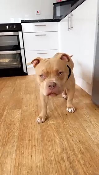 American Pocket Bully