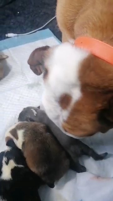 KC registered, Top quality English bulldog