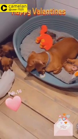 Standard Show puppies all sold now