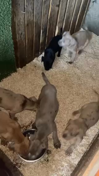 Bandogs